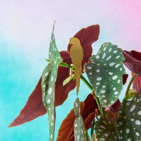 Cadeau globe-trotter  Perroquet animal végétal pour plante intérieur