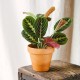 Maranta leuconeura fascinator - Mini Plante d'intérieur exotique