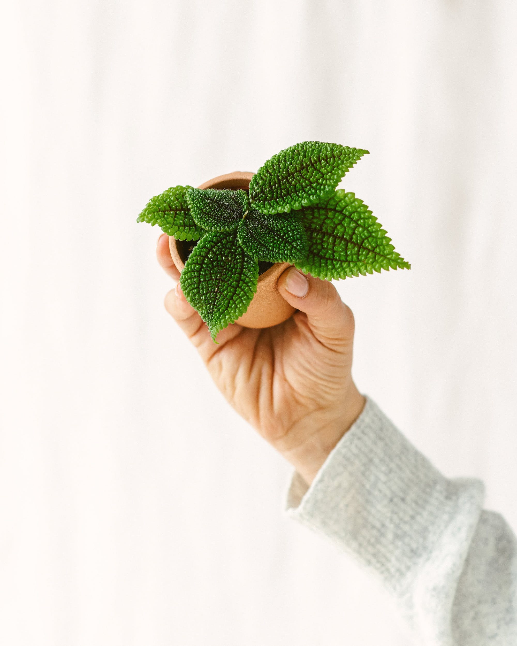 Mini Pilea Involucrata