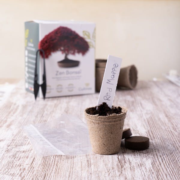 Boutique cadeau du monde Mini Kit Prêt-à-pousser ZEN BONSAI
