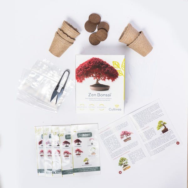 Boutique cadeau du monde Mini Kit Prêt-à-pousser ZEN BONSAI