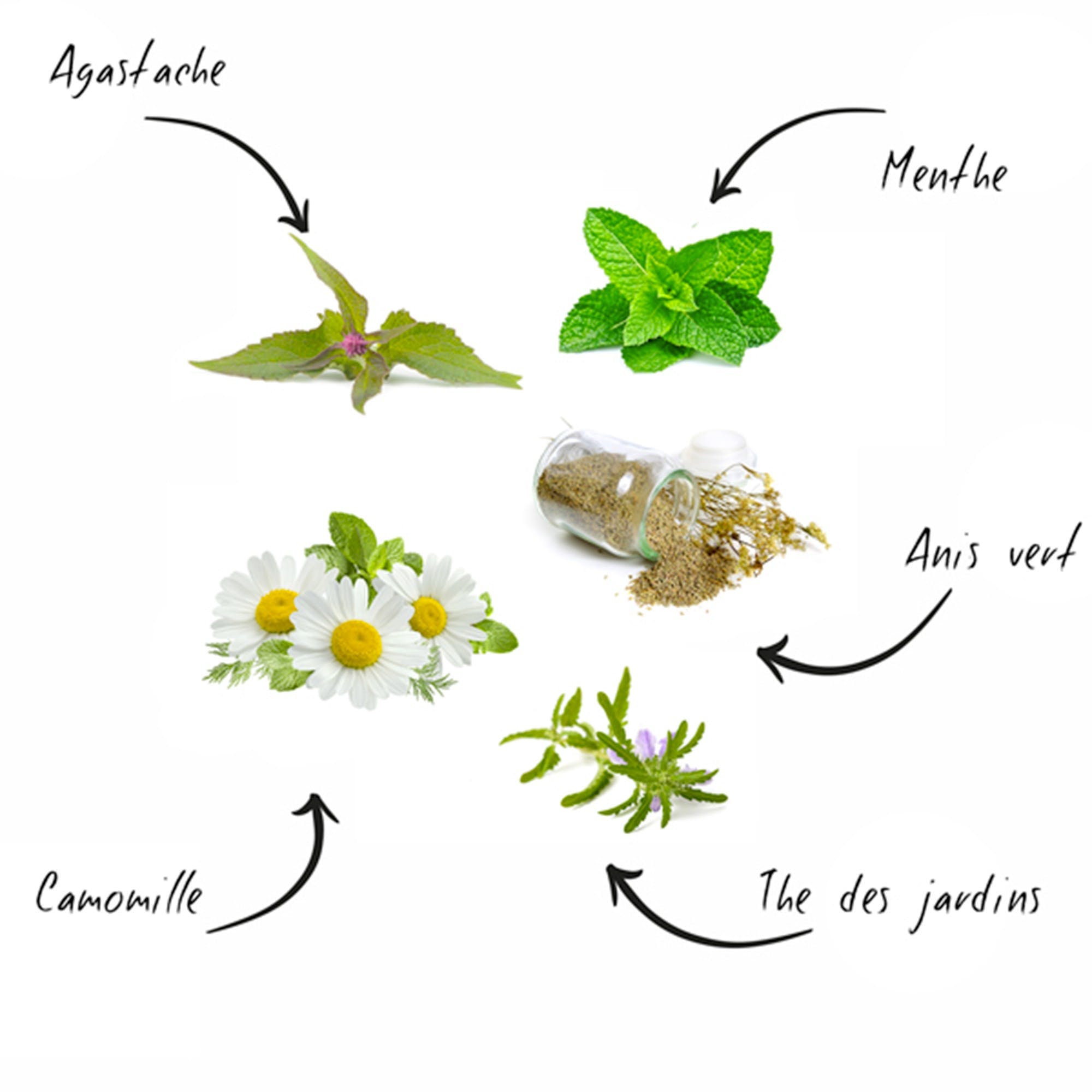 Kit Prêt à Pousser d'Herbes Aromatiques Plante Infusion Biologique  Ecologique